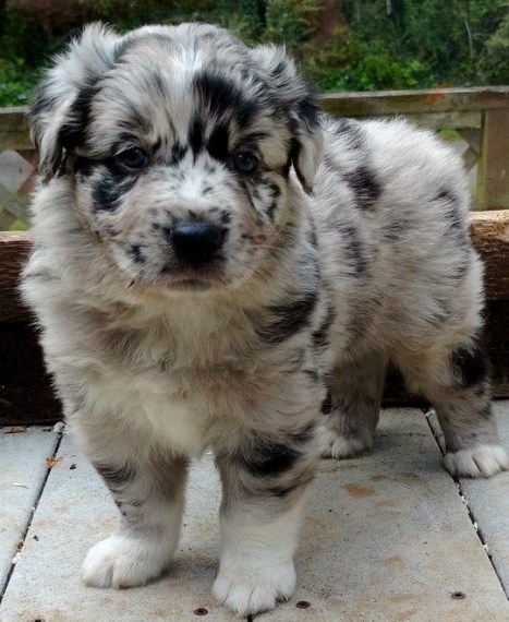  Regalo adorabili cuccioli pastore australiano femminucce e maschietti disponibili gratuita