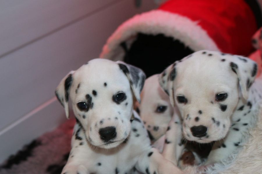  cuccioli di dalmata per adozione per adozione ( maschio e femmina )