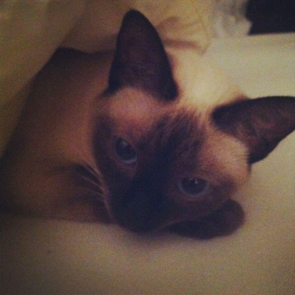 Pensione domestica per gatti e cat sitter a domicilio