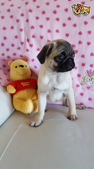  Regalo Cuccioli di Carlino