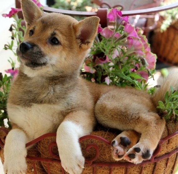REGALO Cuccioli Shiba Inu