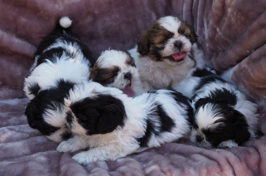 REGALO Cuccioli Shih Tzu