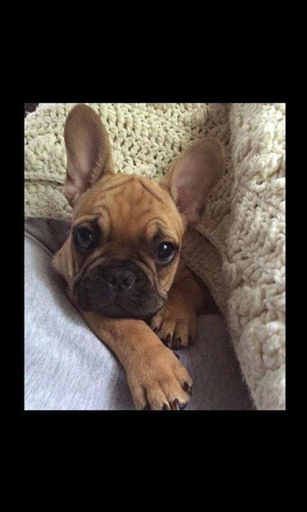 Bulldog Francese
