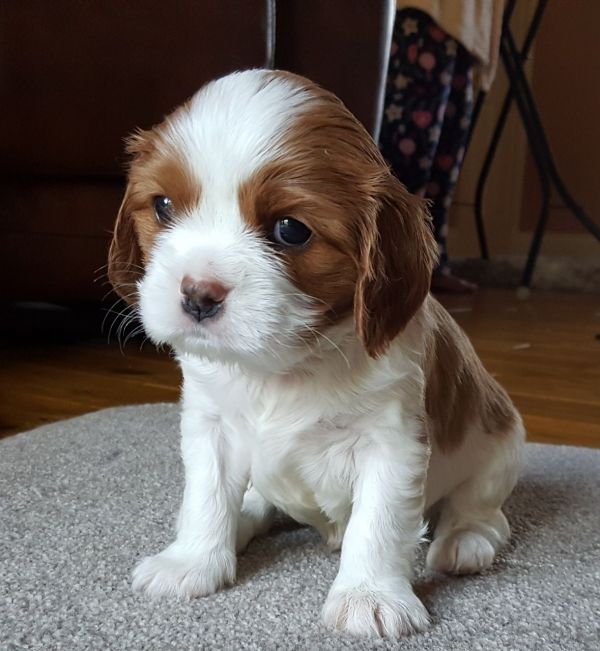 Cuccioli di cavalier king disponibili