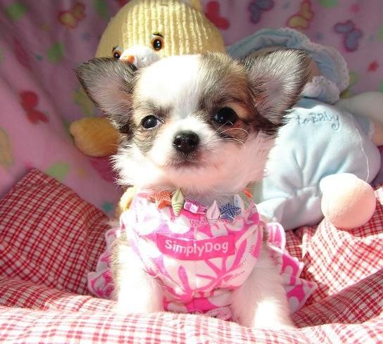 Chihuahua Cuccioli Disponibili