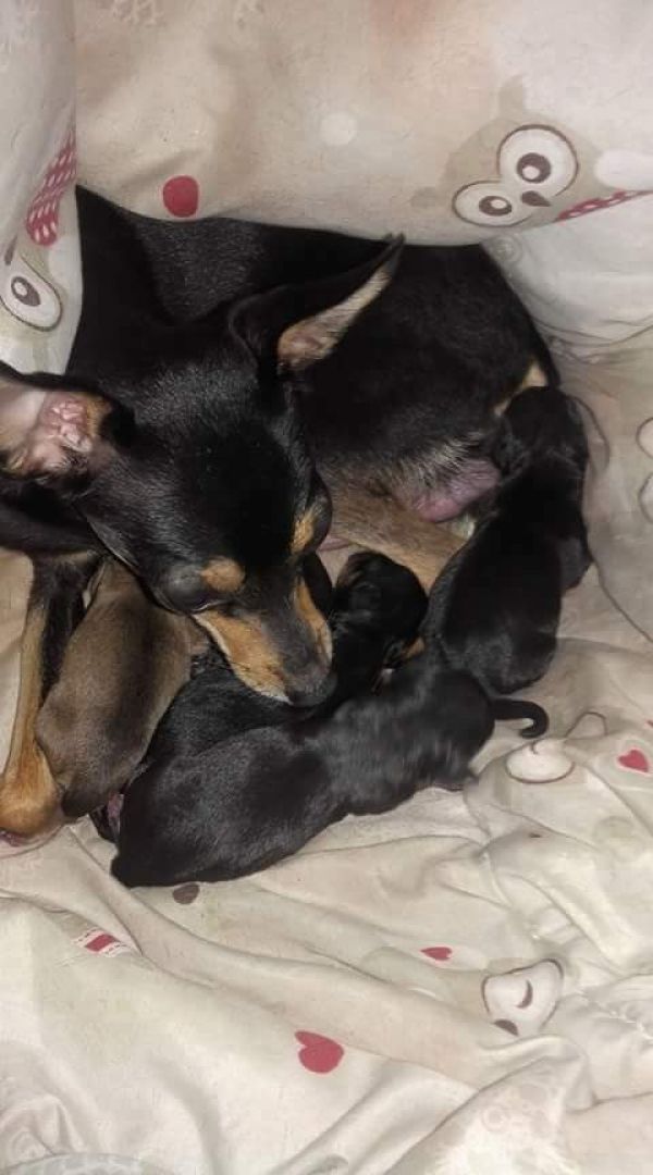  5 cuccioli di pinscher