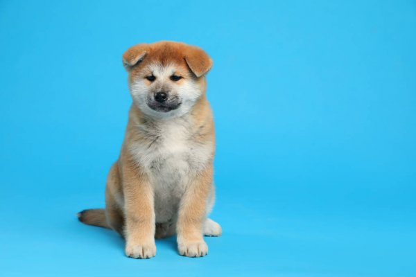 Akita inu cuccioli introvabili cuccioli di Akita inu intelligenti e dolcissimi attaccati al padrone