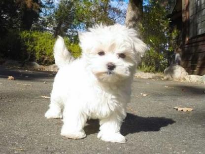 Cuccioli maltese mini toy con pedigree