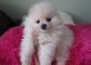 Spitz Cuccioli disponibili