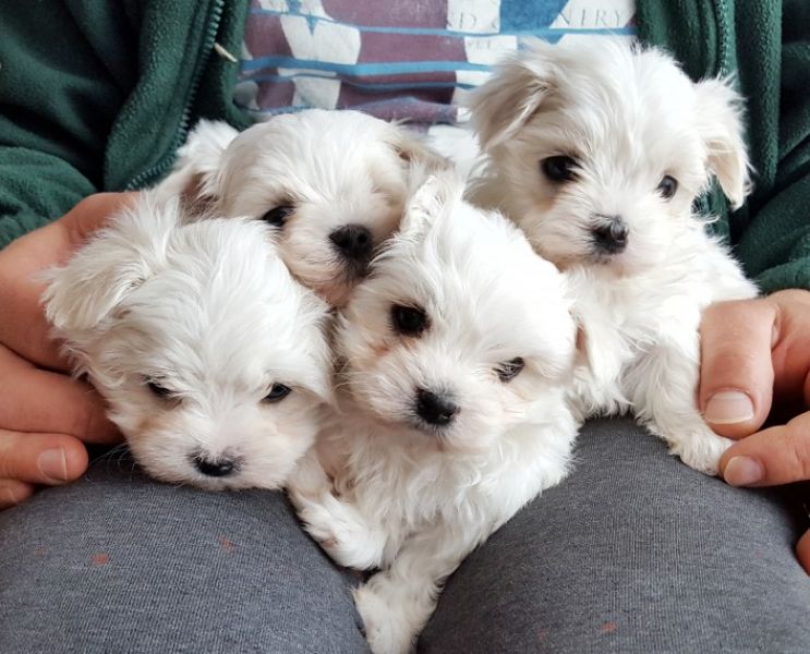REGALO Dolci cuccioli Maltese per l'adozione