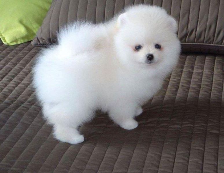 Belle Pomerania cuccioli disponibili