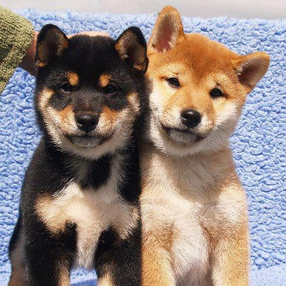 REGALO due cuccioli di Shiba Inu per l'adozione
