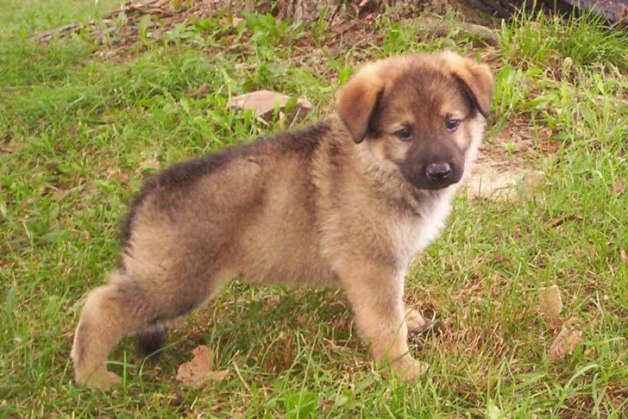 REGALO Cuccioli pastore tedesco