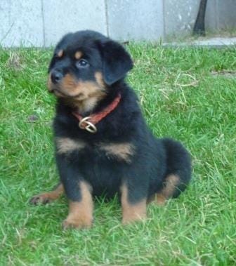 Bella e sani cuccioli di ROTTWEILER  per adozione 