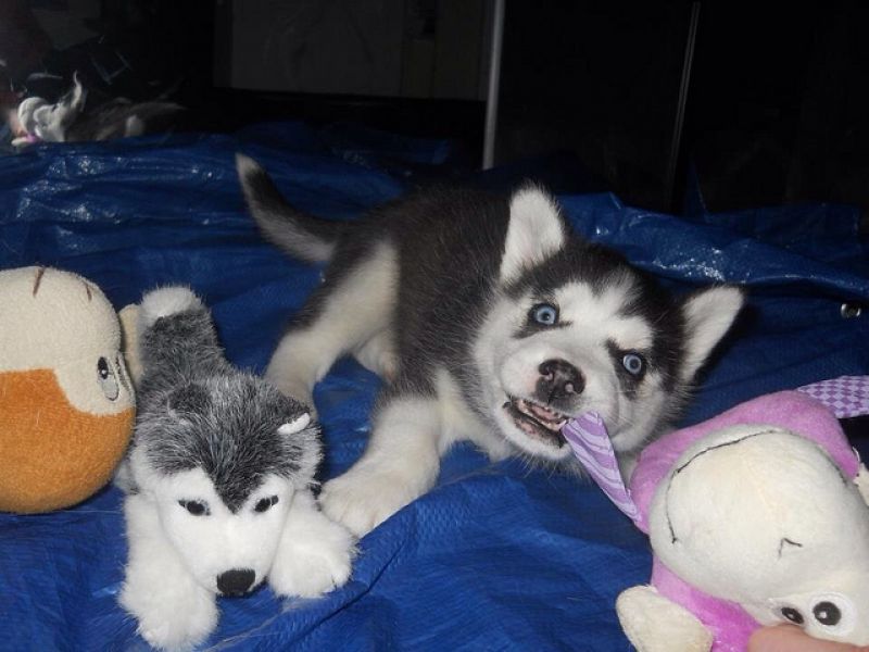 Libero cuccioli di Siberian Husky  