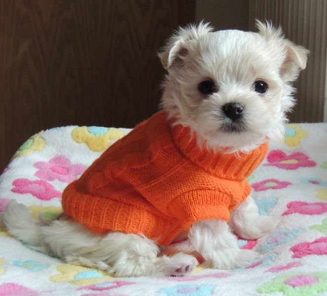 Molto bella e sani cuccioli di micro maltese per adozione maschi e femmine disponibili (gratis) 