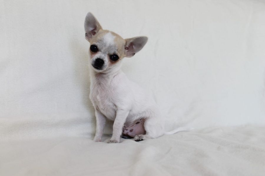  regalo cuccioli di chihuahua disponibili per l'adozione