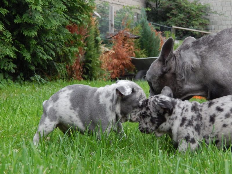 Cuccioli di razza bulldog francese per adozione 