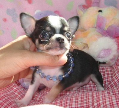 Regalo Cuccioli Chihuahua Genova Trucchi Per Vincere A Lotto