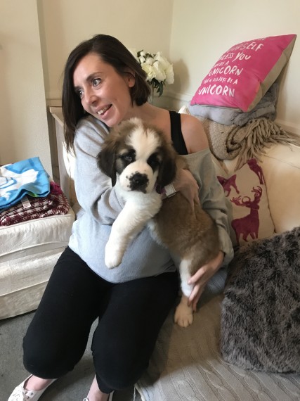 Regalo cuccioli san bernardo