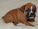 Cuccioli di Boxer maschi e femmine  cuccioli di Boxer maschi e femmine,,