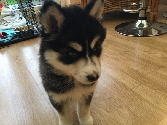 Regalo Cuccioli Siberian Husky 