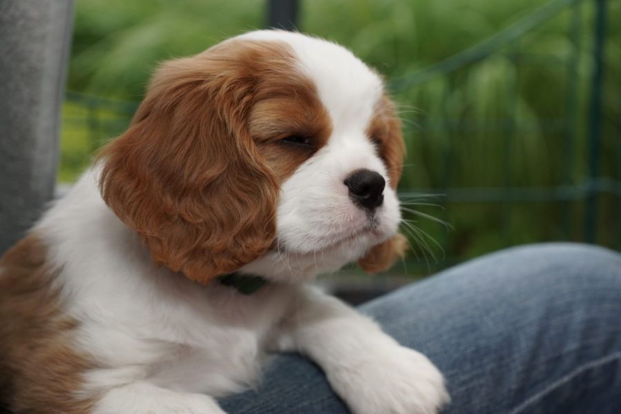  regalo cuccioli di cavalier king charles spaniel  disponibili per l'adozione