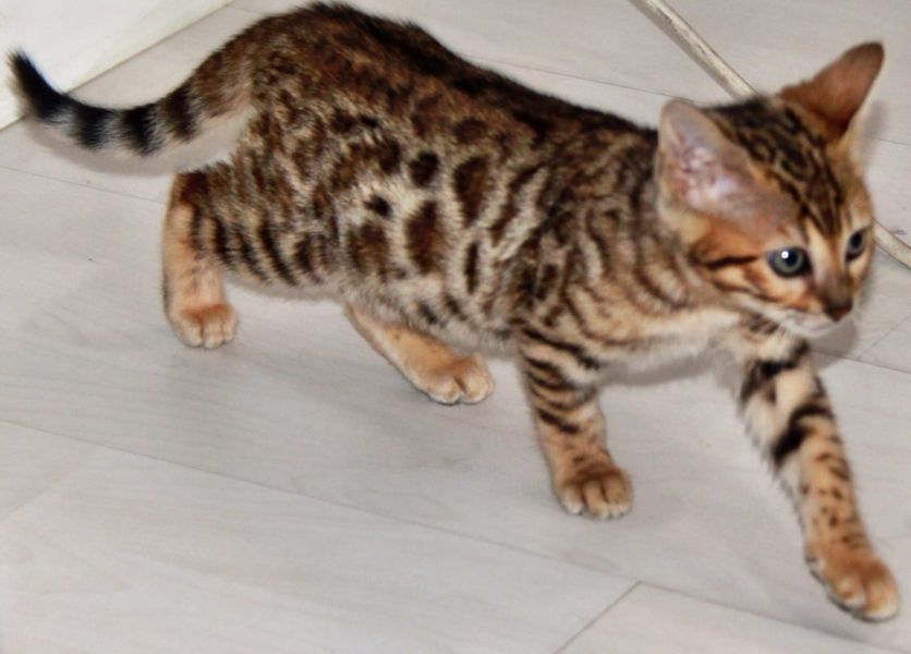 Gattini di bengala  ( per regalo )
