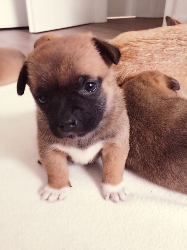 Cuccioli di shiba-inu  ( per regalo )