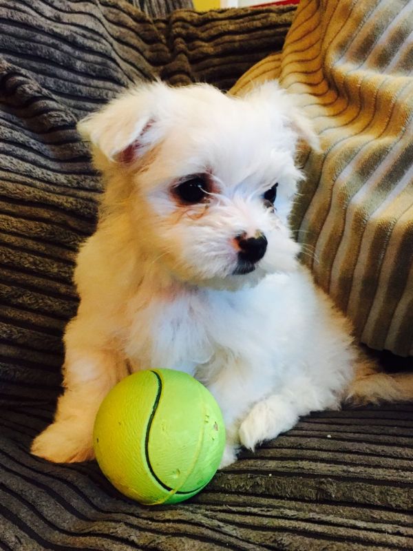 Cuccioli maltese mini toy con pedigree 