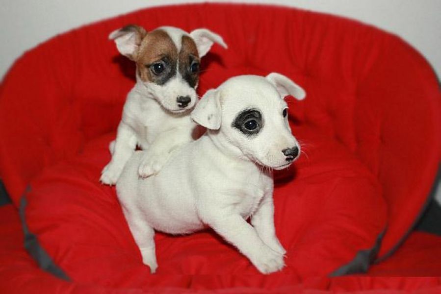 Jack Russell disponibili subito