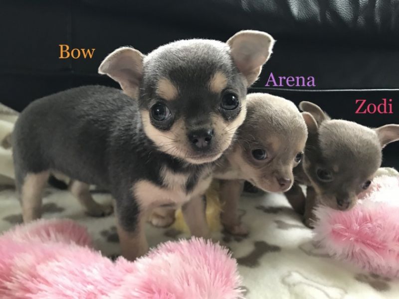 Regalo cuccioli di chihuahua Mini toy 