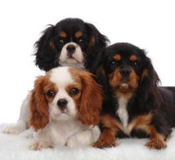 Meravigliosi cuccioli di Cavalier King Charles
