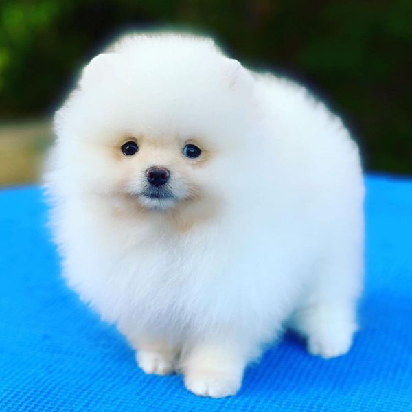 Regalo cuccioli di spitz di pomerania
