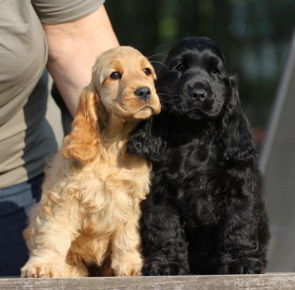 Cocker Spaniel cuccioli introvabili cuccioli di cocker Spaniel intelligenti e dolcissimi attaccati a