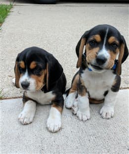Cucciolo di Beagle in 