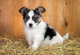 Adorabili cuccioli di papillon femminucce e maschietti disponibili per l'adozione cuccioli sono vacc