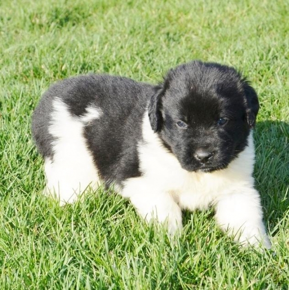 Regalo cuccioli di TERRANOVA