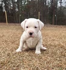 Cuccioli di dogo argentino pura razza 