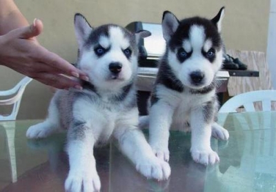 Cuccioli di husky gratis