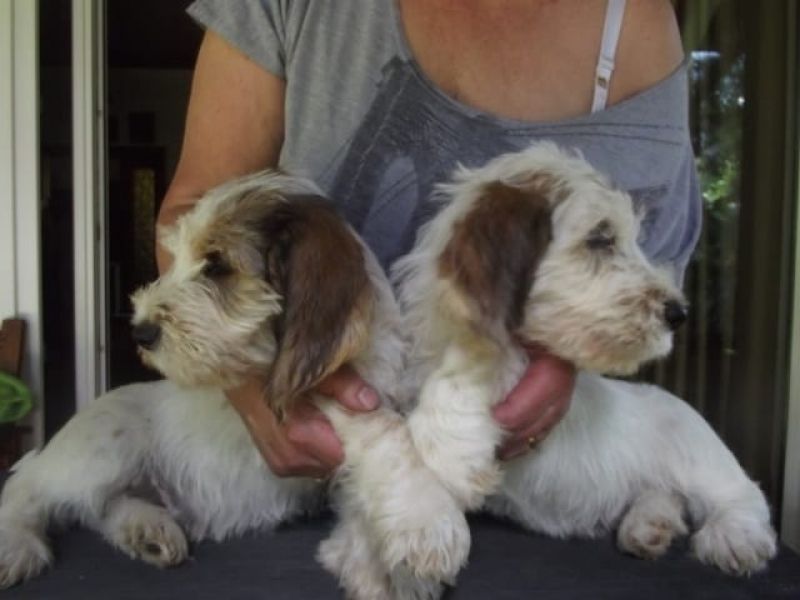 Voglio ri-casa il mio cuccioli di Basset Hound di pura razza 