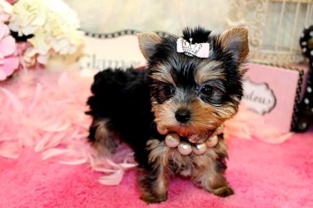 Regalo Abbiamo avere amorevole Yorkie cuccioli per l'Adozione
