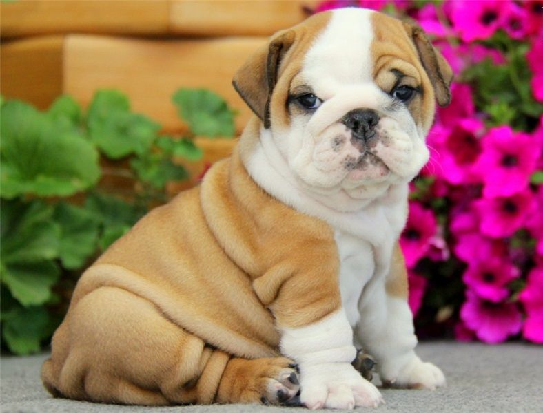 Regalo Bulldog inglese cuccioli disponibili