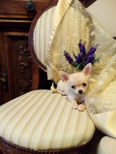 Chihuahua stupendi meravigliosi cuccioli privato vende