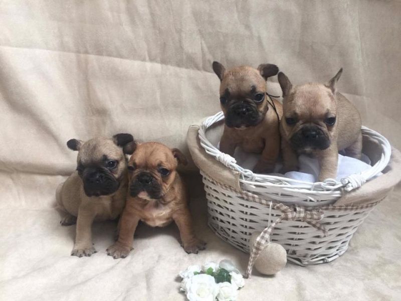 Cuccioli di Bulldog Francese ( Gratis )