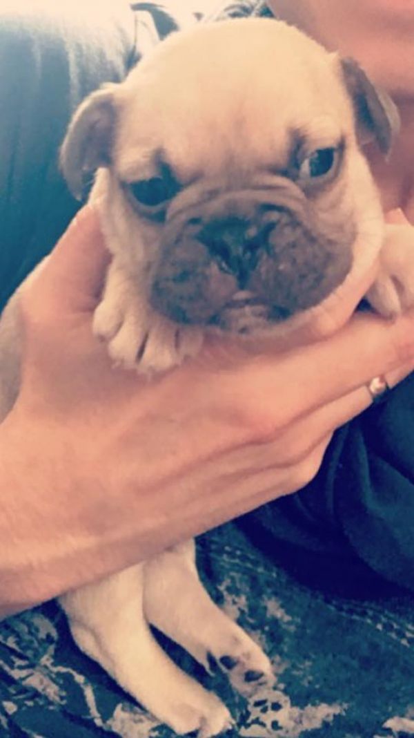  cuccioli di Bulldog Francese  ( Gratis )