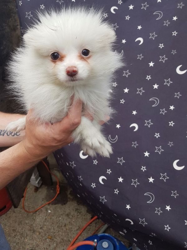 Regalo Volpini cuccioli di pomerania