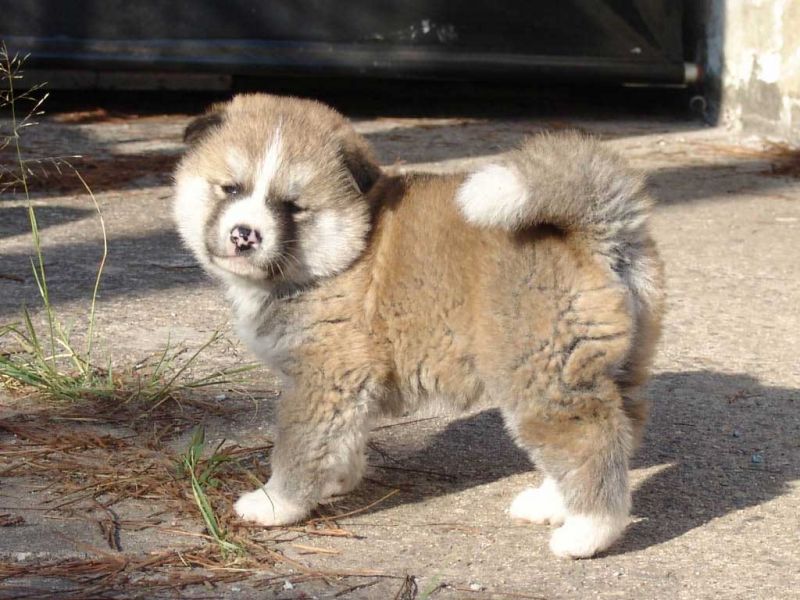 Regalo akita inu