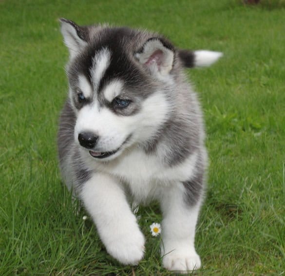 Molto bella e sani cuccioli di Sibarian husky  per adozione maschi e femmine disponibili (gratis) 