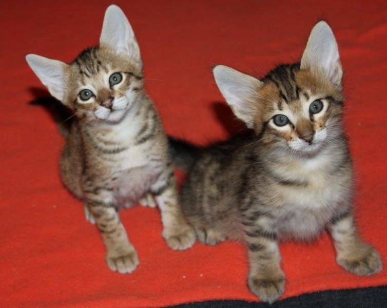  gattini Savannah   ( per regalo )